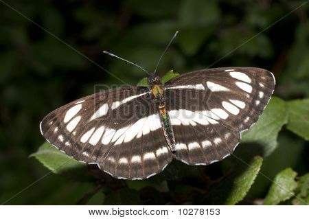 Mariposa común de planeador (Neptis sappho) descansa sobre una hoja verde