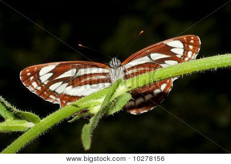 planeador común (Neptis Safo)