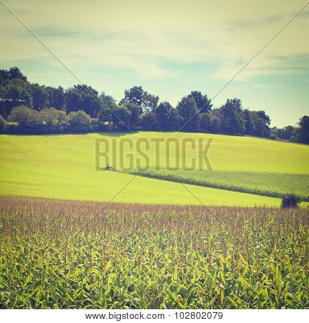 Corn