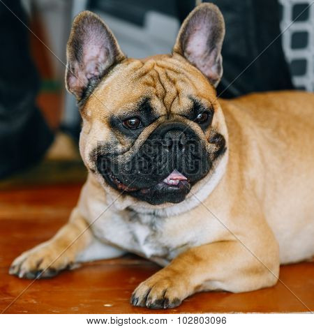 Funny Dog French Bulldog on floor inddor.