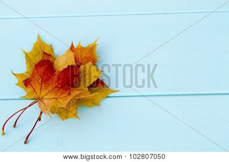 yellow maple leave