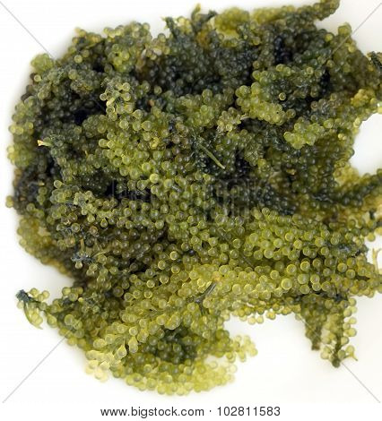 Sea Grape Seaweed, Uni Budou. Japanese Seaweed