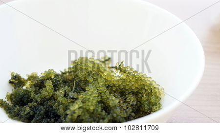 Sea Grape Seaweed, Uni Budou. Japanese Seaweed