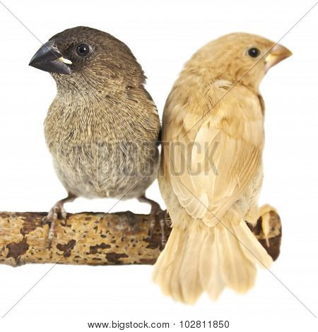 Japanese Finch, isolated on white background. two chicks on a branch