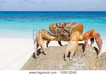 Hairy Leg Mountain Crab, Tachai Island, Phang Nga Province, Thailand