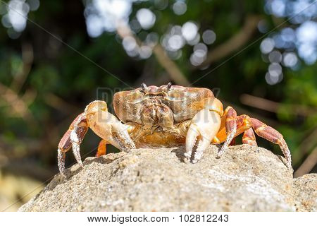 Hairy Leg Mountain Crab, Tachai Island, Phang Nga Province, Thailand