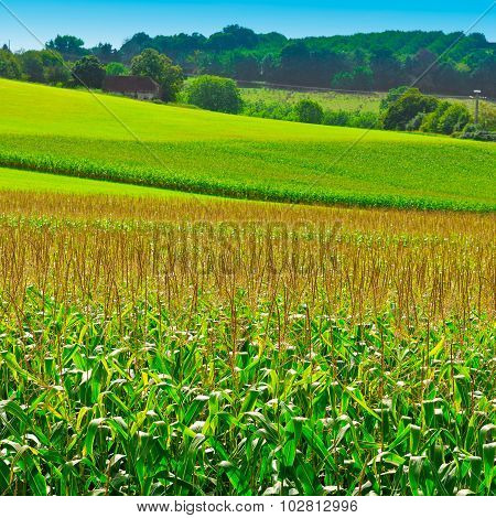 Corn