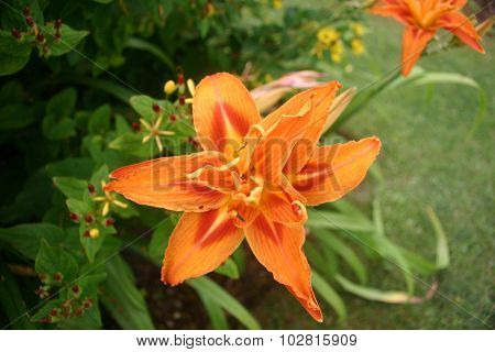 Orange daylily (Hemerocallis)