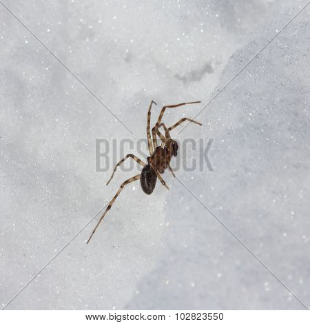 Spider in the snow