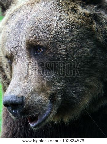 brown bear