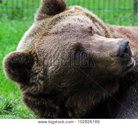 brown bear