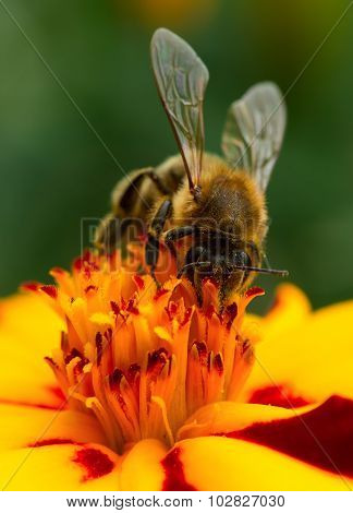 Bee Pollinating Marigold Flower Close-up