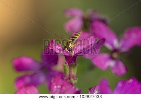 Long Hoverfly (sphaerophoria Scripta) Pollinating Flower