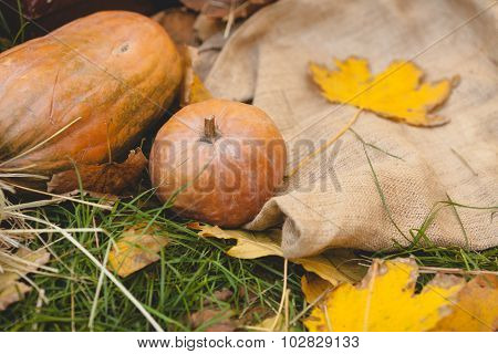 autumn harvest