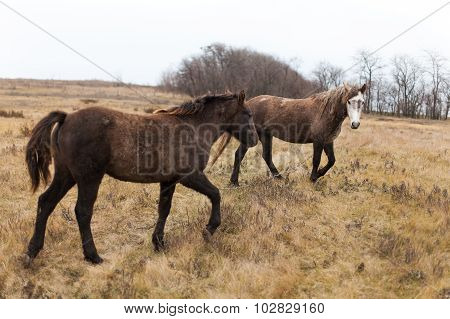 Two wild horses in the field