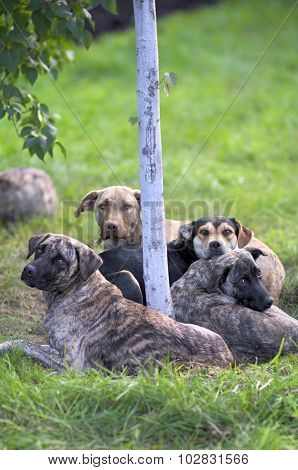 Dogs Lying Around A Tree