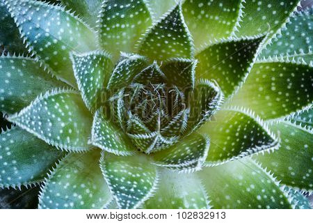 Aloe Aristata Succulent  Plant Abstract Details