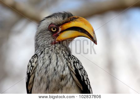 Portrait Of A Southern Yellow-billed Hornbill