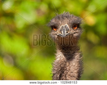 Emu (dromaius Novaehollandiae)