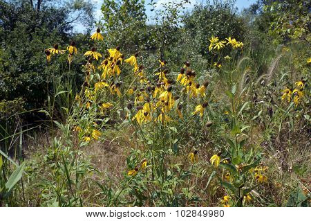Rough Coneflower