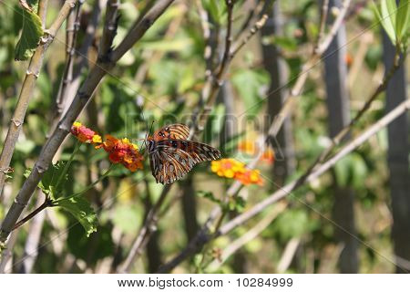 Butterfly on Tybee Island