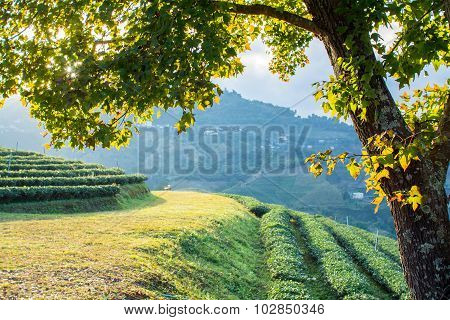 Maple Tree On The Hill In The Evening Early Autumn