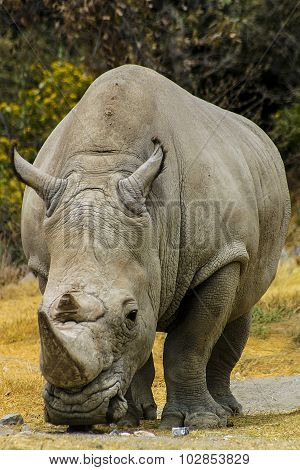 Old Rhino