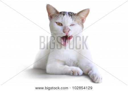 white kitten