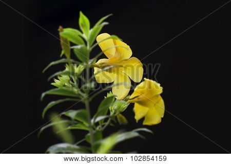 yellow flower