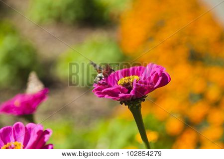 Hyles On A Flower