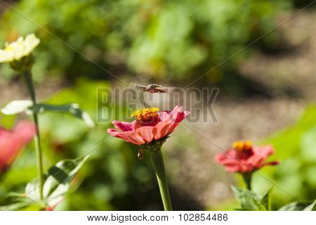 Hyles On A Flower