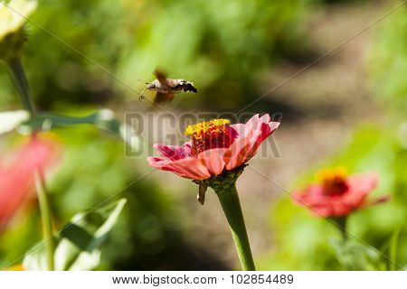 Hyles On A Flower