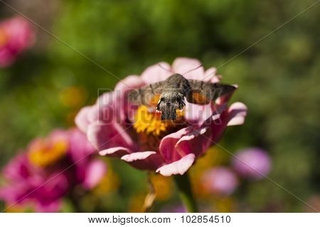 Hyles On A Flower