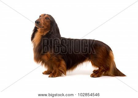 Teckel (dachshund)
