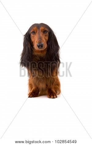 Teckel (dachshund)