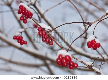 Inverno Arrowwood maturi