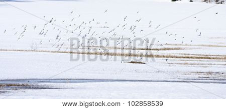 Snow bunting rest on a field, bird migration.