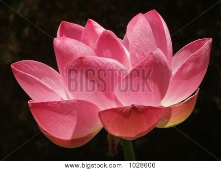 Large Pink Lotus W/Dark Bkgd
