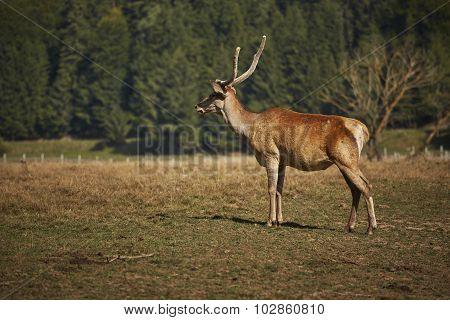 Alert Red Deer Hart