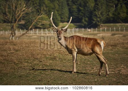 Attentive Red Deer Stag