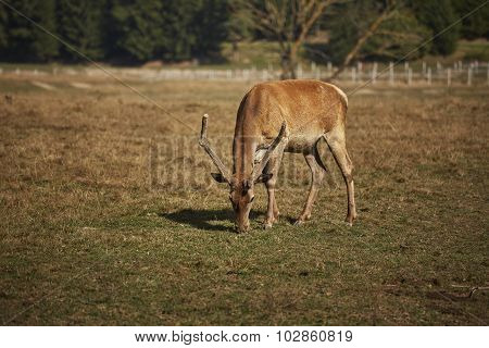 Grazing Red Deer Male