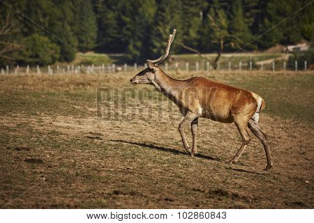 Red Deer Hart