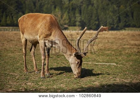 Grazing Red Deer Hart