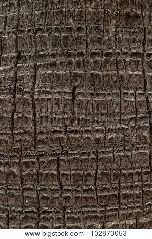 Palm tree texture