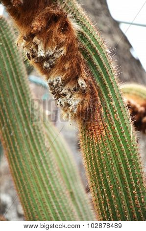 Wooly Cactus