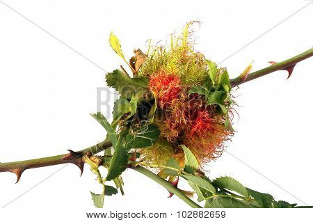 Rose Stem Wasp Gall
