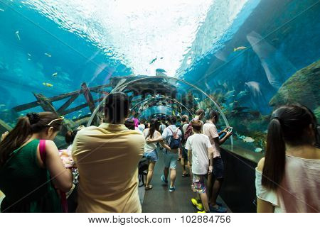 Resorts World Sentosa Singapore- August 10: People watching big aquarium in S.E.A Aquarium on August 10 2014.