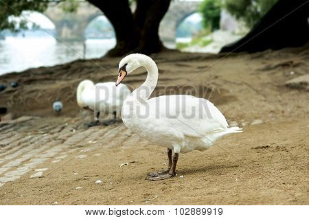 Beautiful White Swan Posing Against Of Charles Bridge Behind On The Shore Of Vltava In Prague