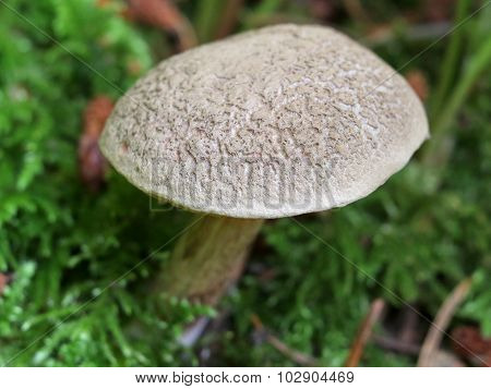 Red Cracking Bolete - Xerocomellus chrysenteron