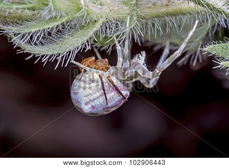 spiders